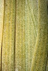 Sour Green Apple Belts